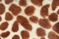 Giraffe skin Royalty Free Stock Photo