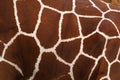 Giraffe skin Royalty Free Stock Photo