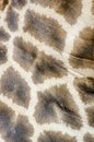 Giraffe skin