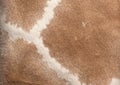 Giraffe skin background Royalty Free Stock Photo