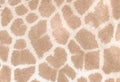 Giraffe skin background Royalty Free Stock Photo