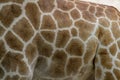 giraffe skin for background Royalty Free Stock Photo