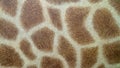 A giraffe skin background Royalty Free Stock Photo