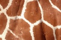 Giraffe skin closeup Royalty Free Stock Photo