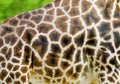 Giraffe Royalty Free Stock Photo