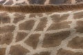 Giraffe Skin and Fur