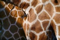 Giraffe skin and fur abstract background Royalty Free Stock Photo