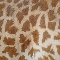 Giraffe skin