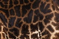 Giraffe Skin