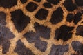 Giraffe Skin