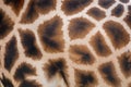 Giraffe skin with pattern Royalty Free Stock Photo