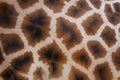 Giraffe skin with pattern Royalty Free Stock Photo