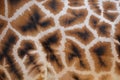 Giraffe skin with pattern Royalty Free Stock Photo