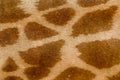 Giraffe skin pattern. Giraffe fur close-up. Royalty Free Stock Photo