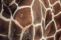 Giraffe skin pattern, shape, texture. Royalty Free Stock Photo