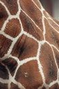 Giraffe skin pattern, shape, texture. Royalty Free Stock Photo