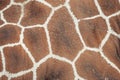 Giraffe skin pattern, shape, texture. Royalty Free Stock Photo