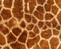 Giraffe skin pattern texture repeating monochrome Texture animal prints background Royalty Free Stock Photo