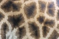 Giraffe skin. Photo von giraffe. Photo the back background Royalty Free Stock Photo