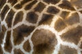 Giraffe skin texture consisting of brown spots