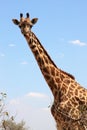 Giraffe on sky