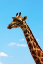 Giraffe on sky portrait