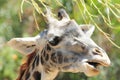 Giraffe Snack Time!