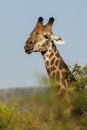 Giraffe South Africa