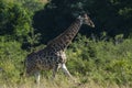 Giraffe South Africa Royalty Free Stock Photo