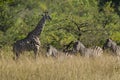 Giraffe and zebra South Africa Royalty Free Stock Photo