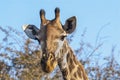 Giraffe South Africa