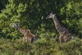 Giraffe South Africa