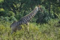 Giraffe South Africa