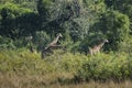 Giraffe South Africa