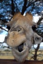 Giraffe, South Africa Royalty Free Stock Photo