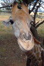 Giraffe, South Africa Royalty Free Stock Photo