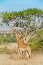 Giraffe South Africa Drakensberg mountains Royalty Free Stock Photo