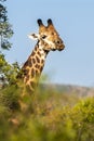 Giraffe South Africa