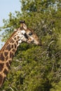 Giraffe South Africa Royalty Free Stock Photo