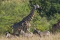 Giraffe South Africa