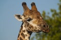 Giraffe South Africa