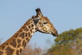 Giraffe South Africa