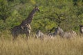 Giraffe South Africa