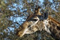 Giraffe South Africa