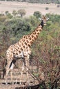 Giraffe south africa with much more words Royalty Free Stock Photo