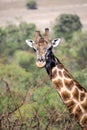 Giraffe south africa with much more words Royalty Free Stock Photo