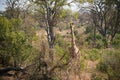 Giraffe in South Africa`s Kruger National Park