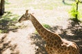 Giraffe South Africa in the wild. Spotted animals. Royalty Free Stock Photo