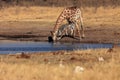 The giraffe,  South African giraffe or Cape giraffe Giraffa camelopardalis giraffa drinking from the waterhole.Zebra and giraffe Royalty Free Stock Photo