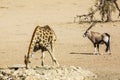 Giraffe in Kgalagadi transfrontier park, South Africa Royalty Free Stock Photo